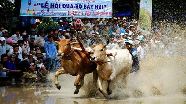  Lễ hội Đua bò Bảy Núi - An Giang
